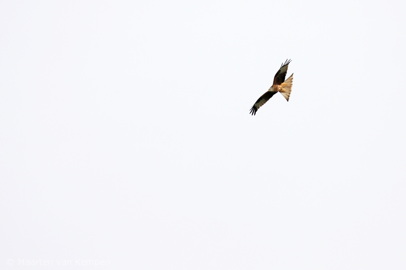 Red kite <BR>(Milvus milvus)