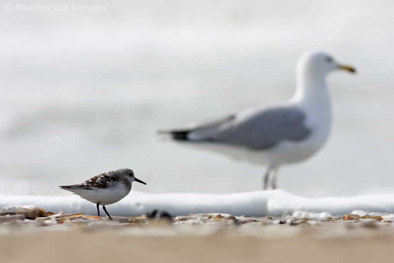 Sanderling <BR>(Calidris alba)