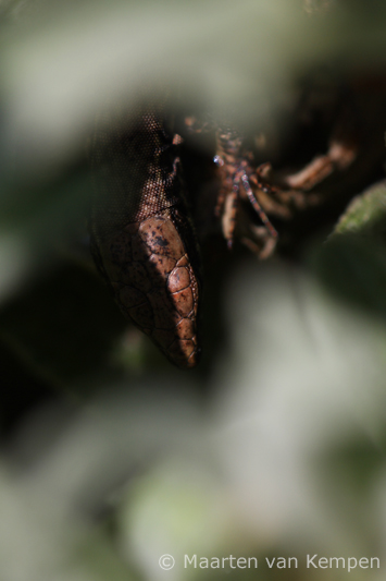Common wall lizard <BR>(Podarcis muralis)