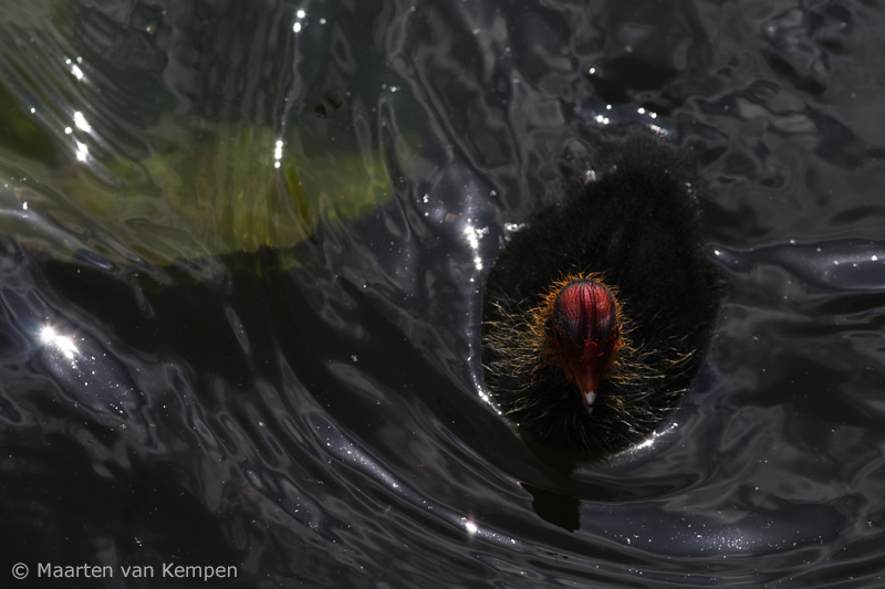Common coot <BR>(Fulica atra)