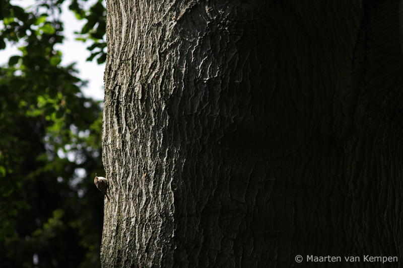 Short-toed treecreeper <BR>(Certhia brachydactyla)