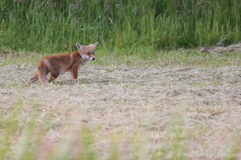 Red fox <BR>(Vulpes vulpes)