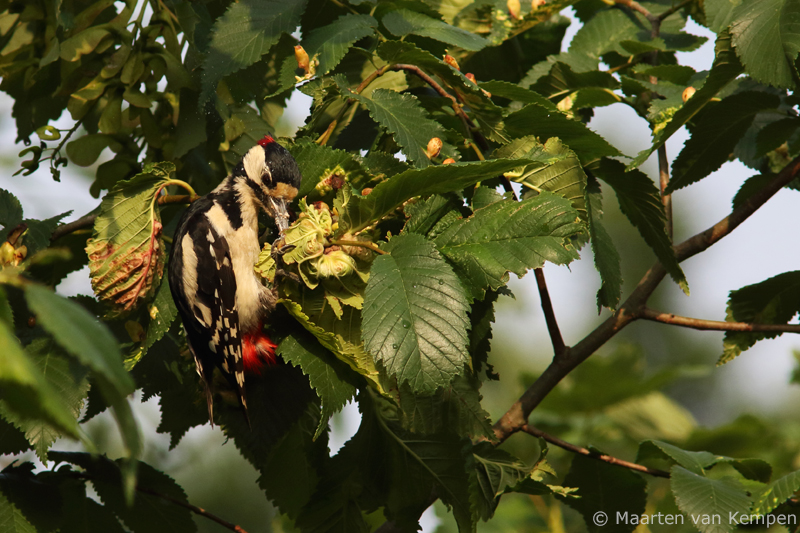 Great spotted woodpecker