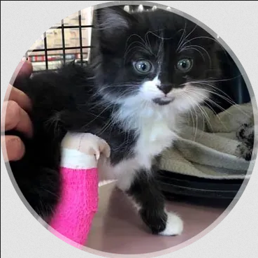 Expierence the Best Pet Pain Management Perrysburg | Perrysburganimalhospital.com