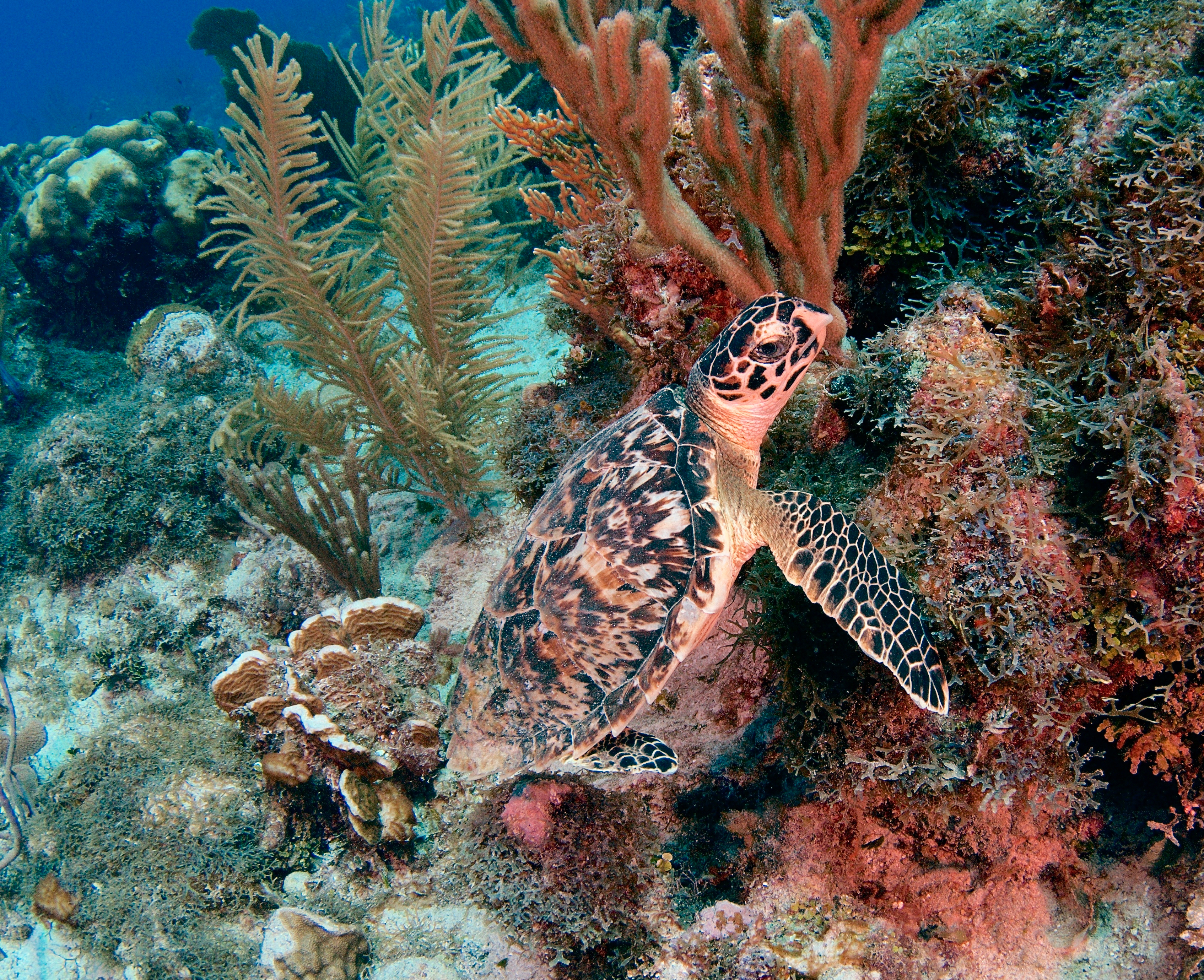 Young Hawksbill