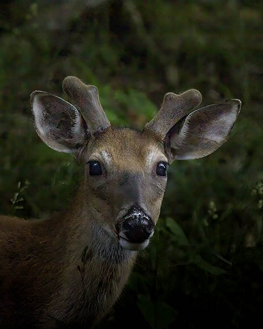 Whitetail Buck