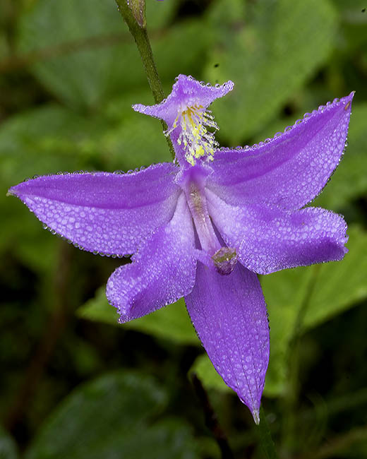 Grass Pink Orchid