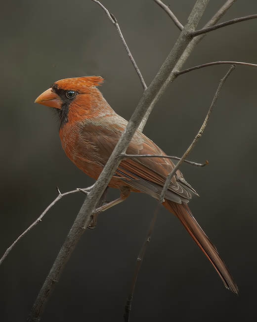 Male Northern Cardinal