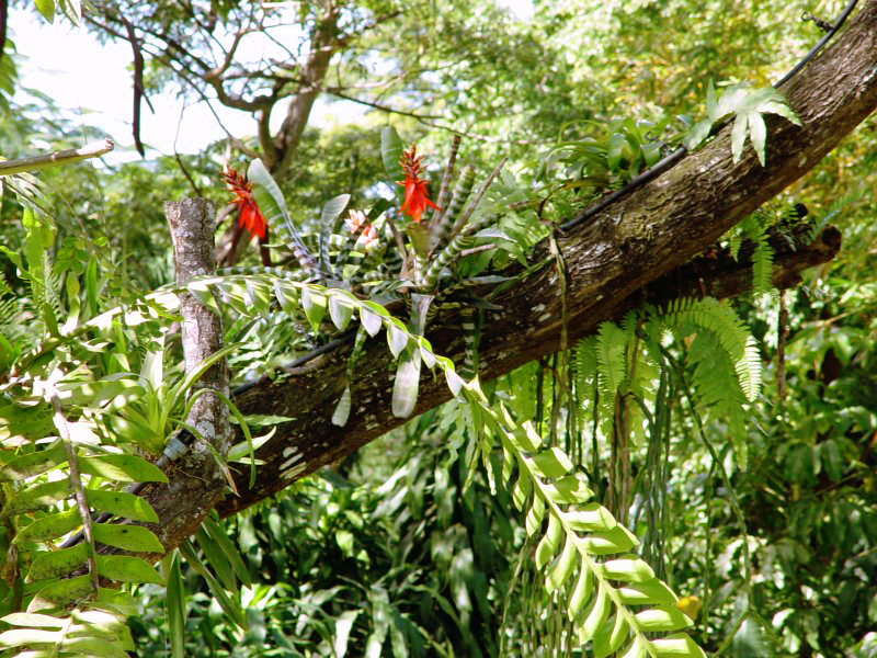 Jardin botanique, Deshaies - Guadeloupe