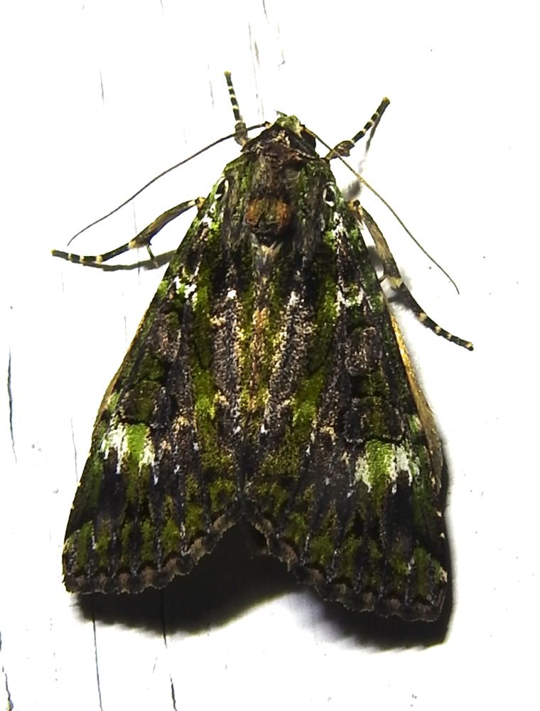 Anaplectoides prasina - 11000 - Green Arches