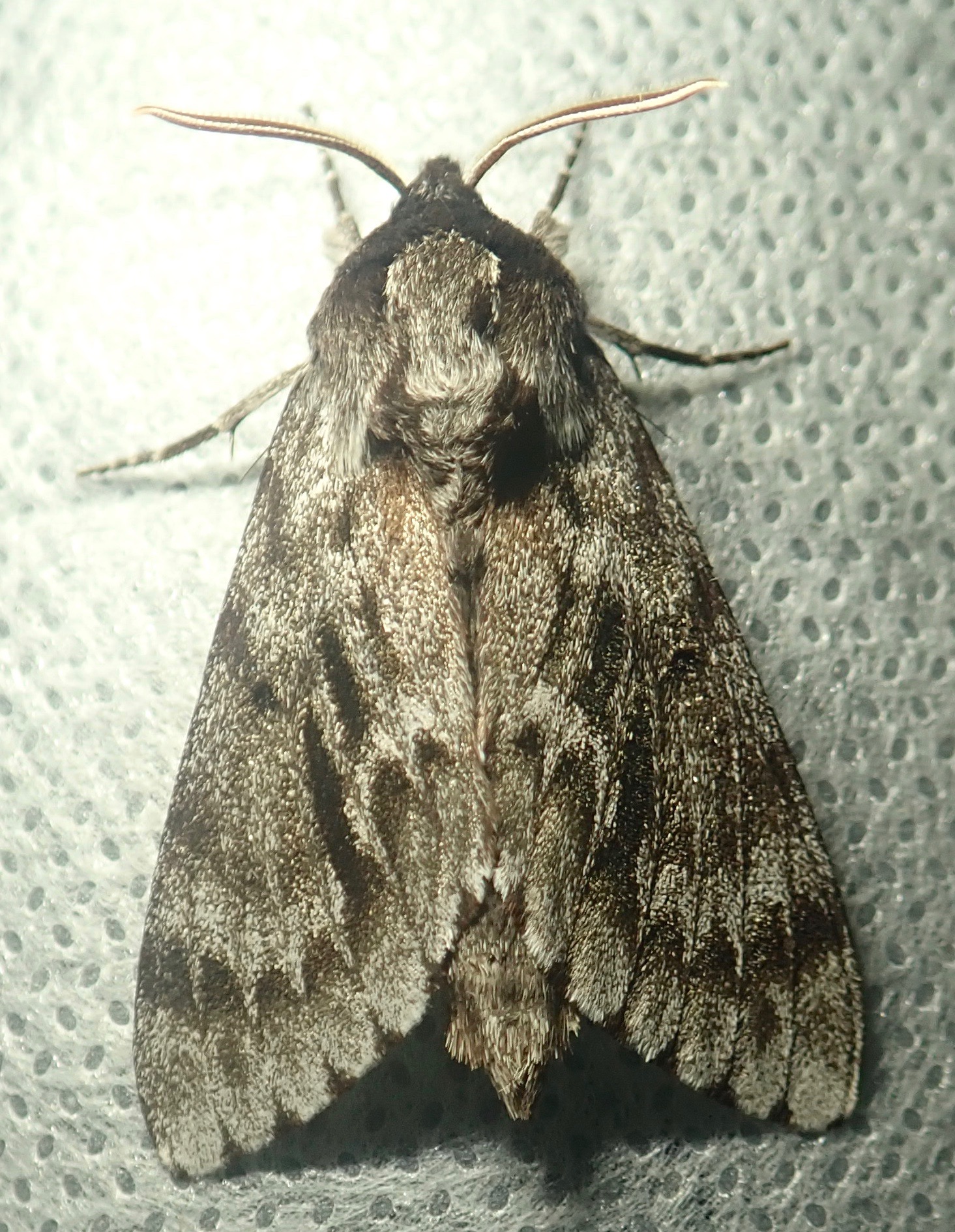 Lapara bombycoides - 7817 - Northern Pine Sphinx