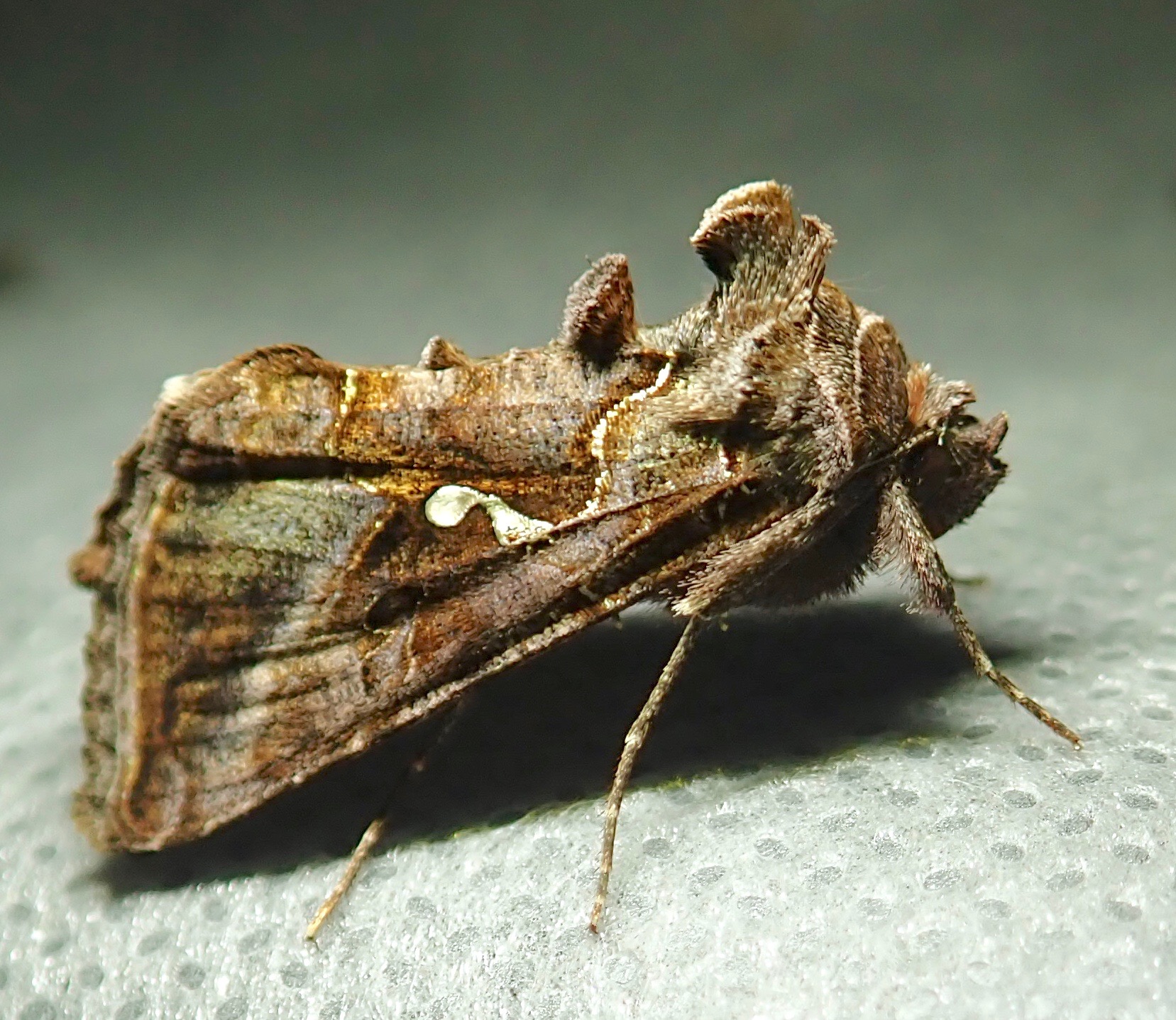 Autographa precationis - 8908 - Common Looper Moth