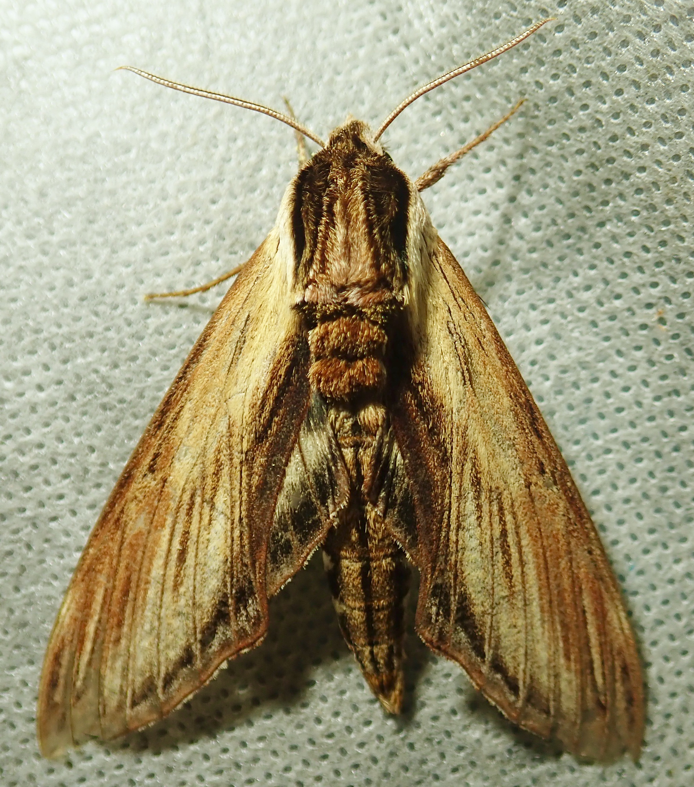 Sphinx kalmiae  7809 - Laurel Sphinx