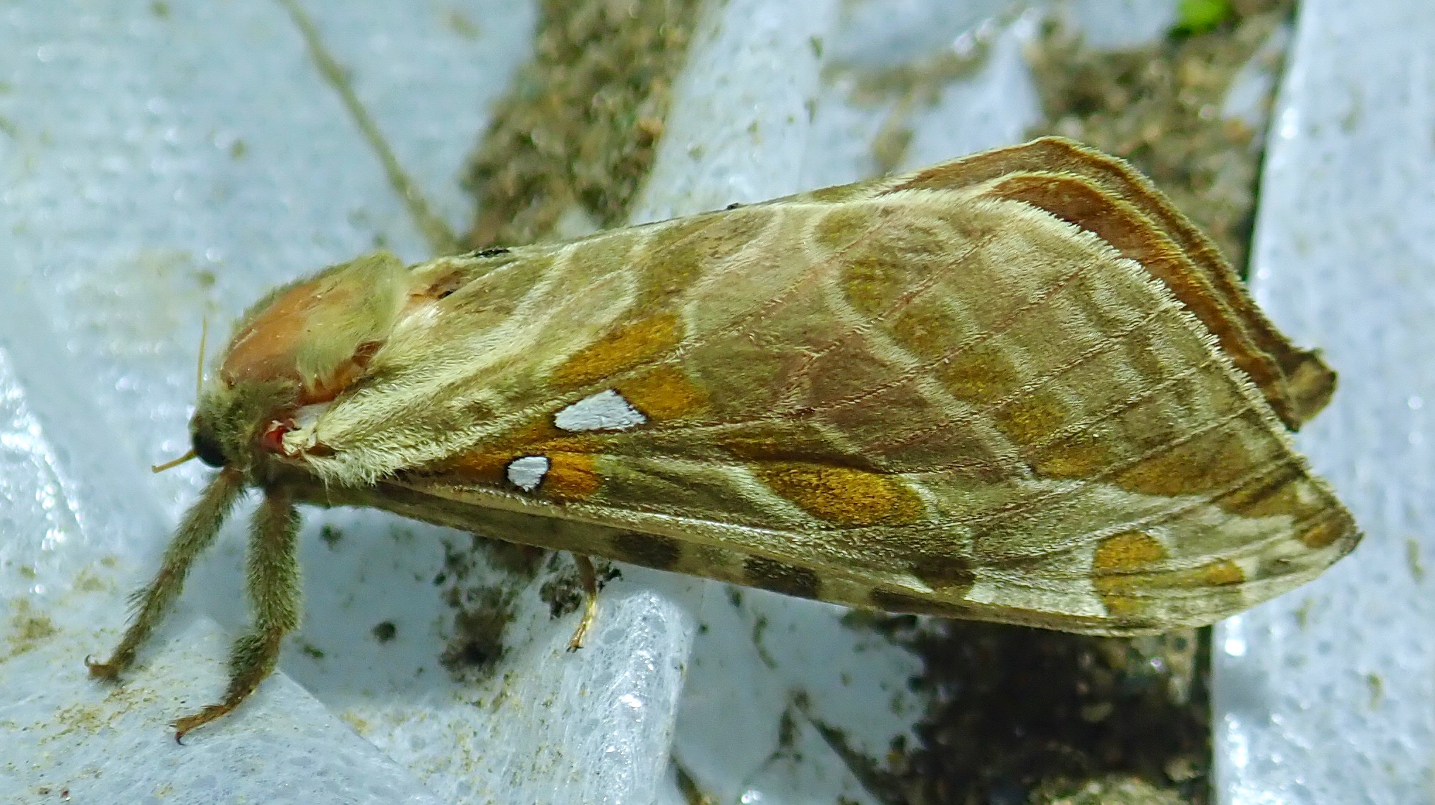Sthenopis argenteomaculatus - 0018 - Silver-spotted Ghost Moth