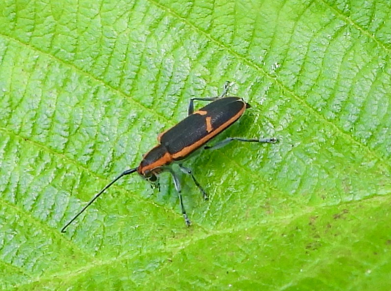 Red-edged Saperda -- Saperda lateralis
