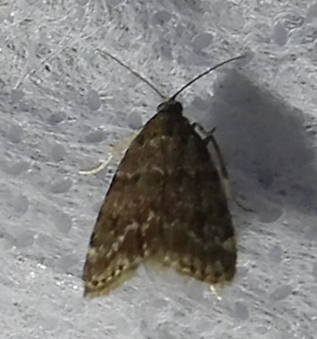 Scoparia penumbralis - 4717 - Dark Brown Scoparia