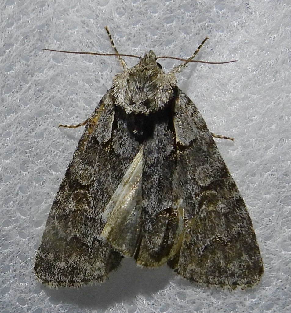 Acronicta grisea - 9212 - Gray Dagger