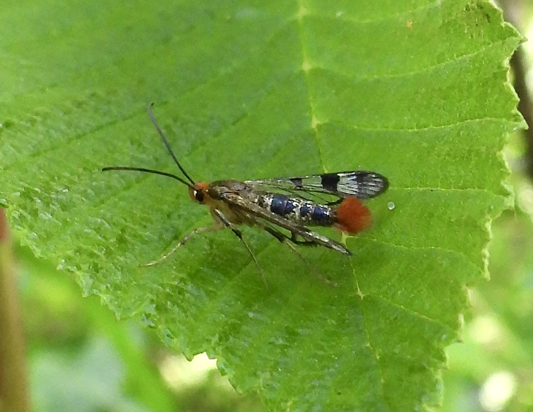 Synanthedon acerni - 2554  - Maple Callus Borer Moth