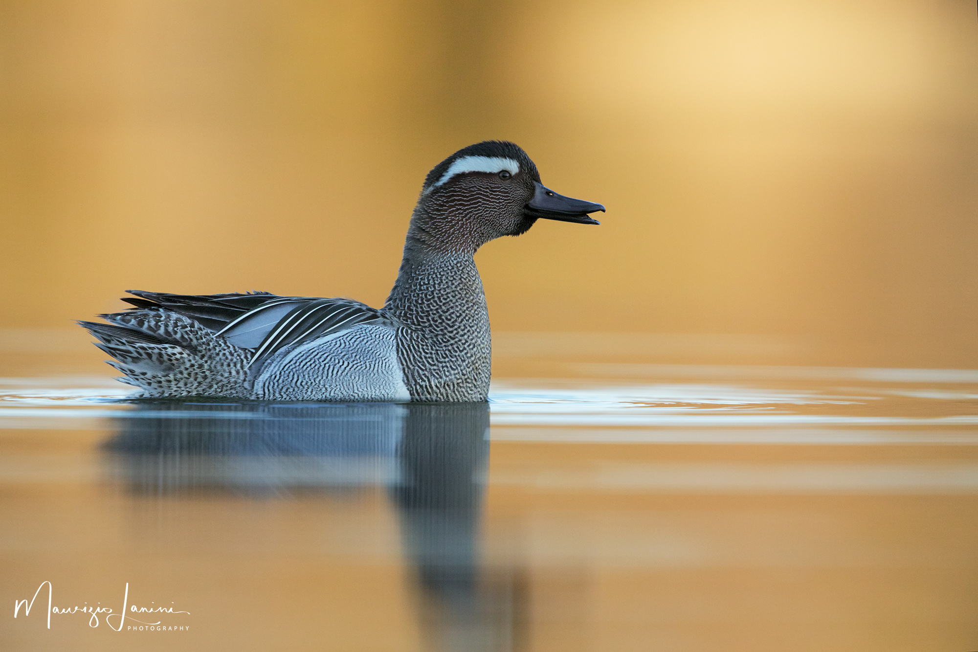 Marzaiola, Garganey