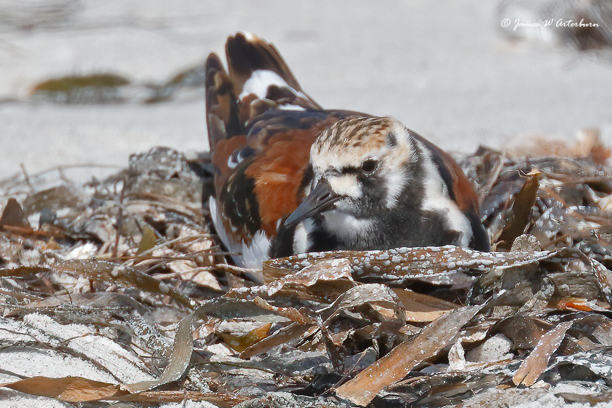 Ruddy Turnstone