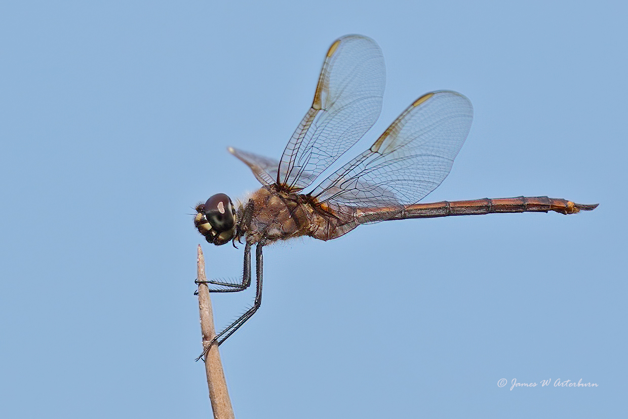 Four-spotted Pennant