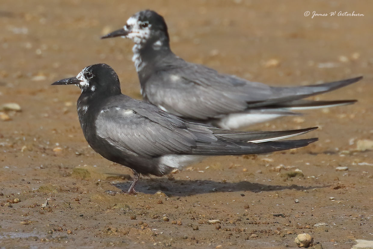 Black Tern