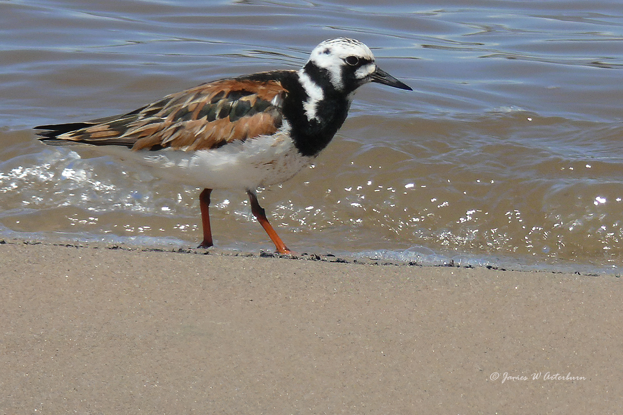 Ruddy Turnstone