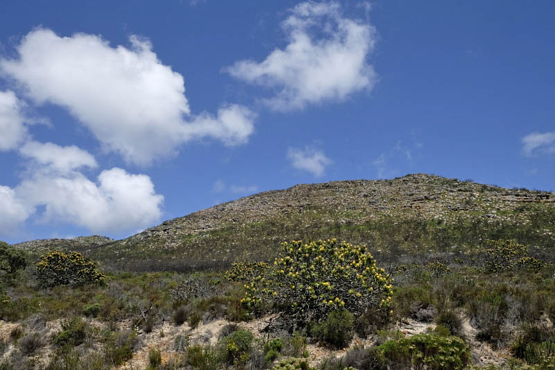 Peninsula Cape