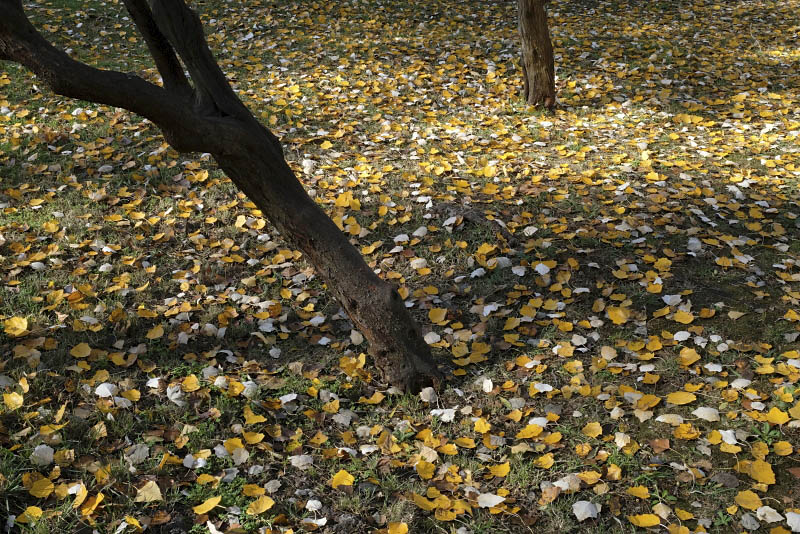 Conchas Park