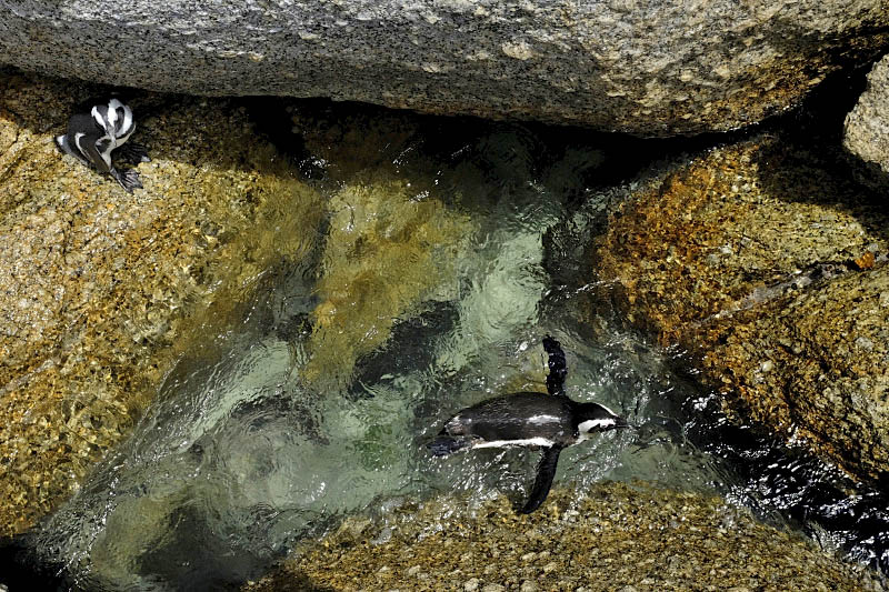 Boulders Beach