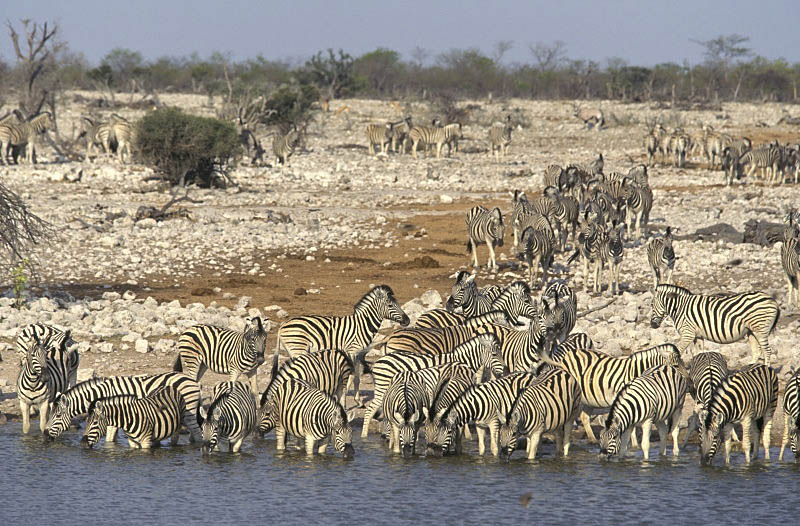 Etosha, Namibia