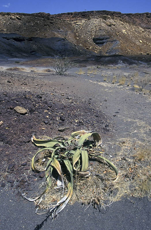 Welwitschia Mirabilis, Namibia
