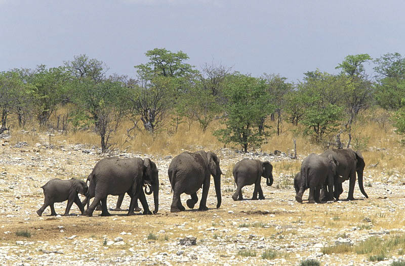 Etosha, Namibia