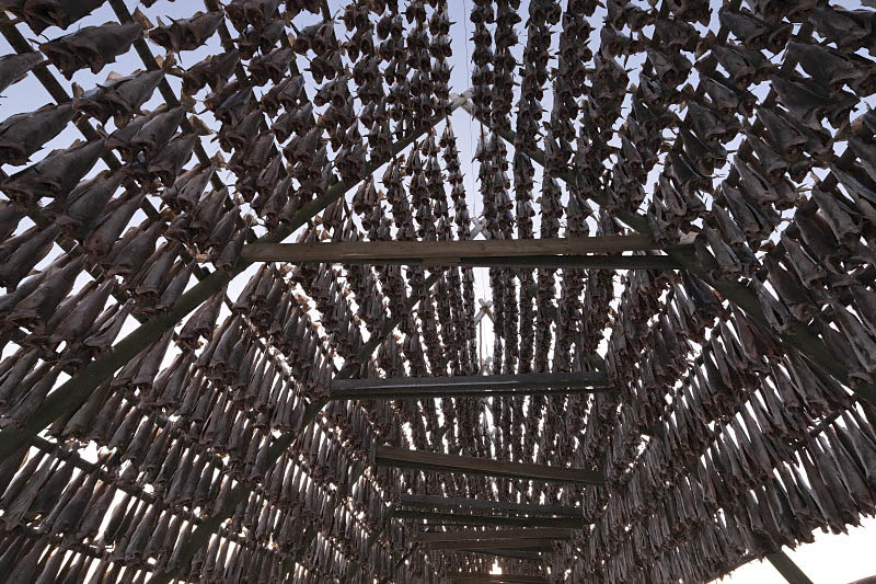 Henningsvaer, drying fish