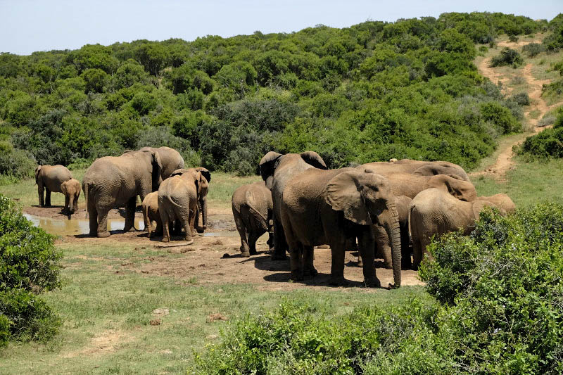 Addo Elephant National Park