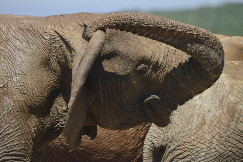 Addo Elephant National Park