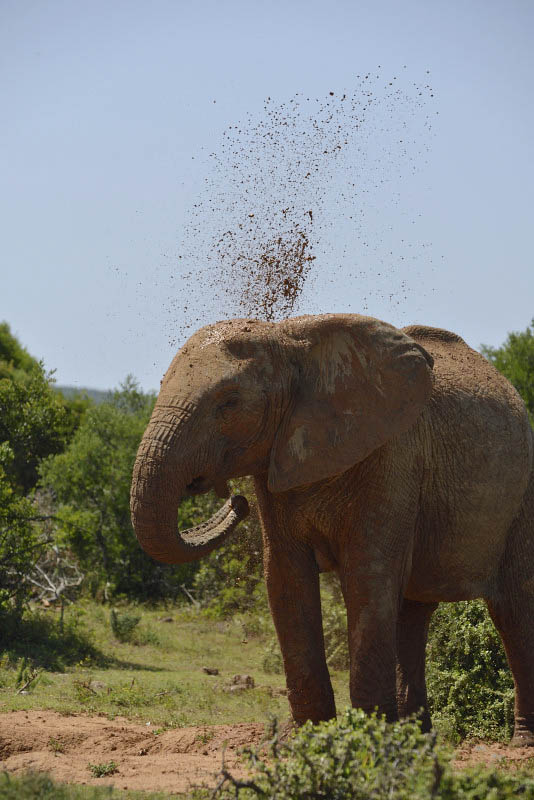 Addo Elephant National Park