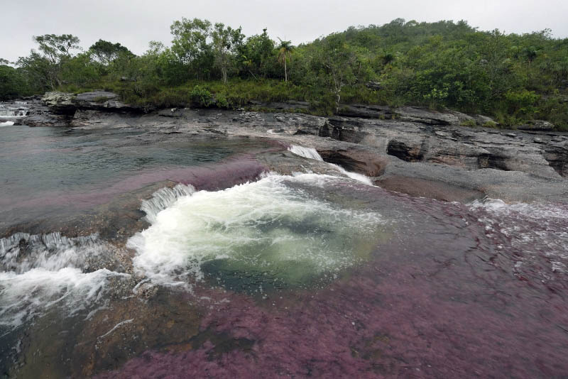 La Macarena, Cao Cristales