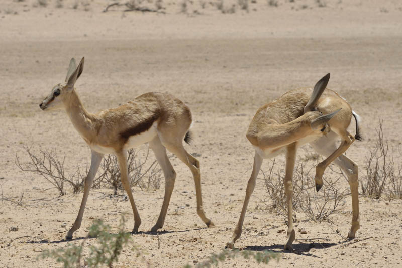 Kgalagadi Transfrontier Park