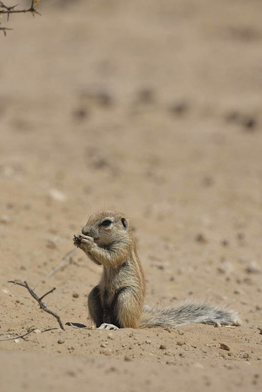 Kgalagadi Transfrontier Park