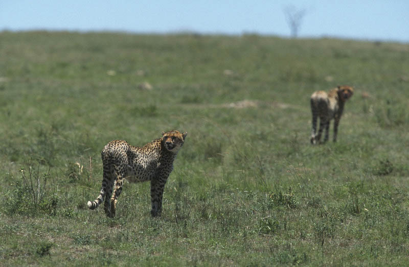 Masai Mara, Kenya