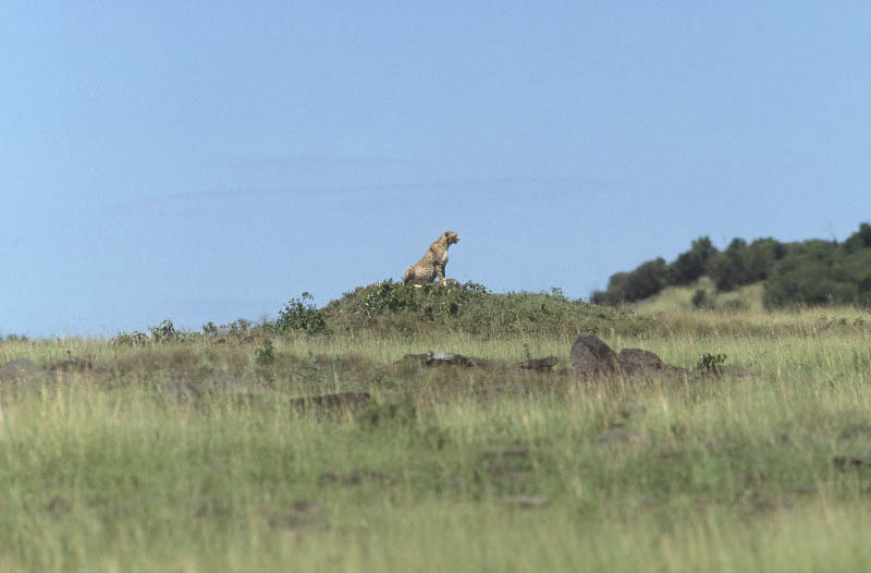 Masai Mara, Kenya
