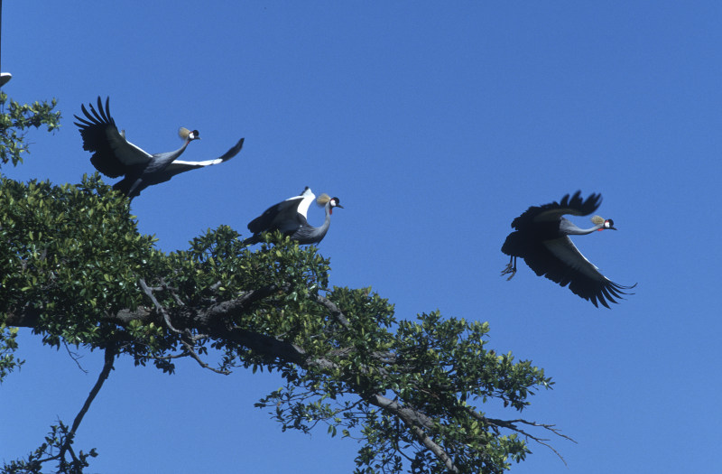 Masai Mara, Kenya
