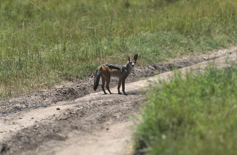 Masai Mara, Kenya