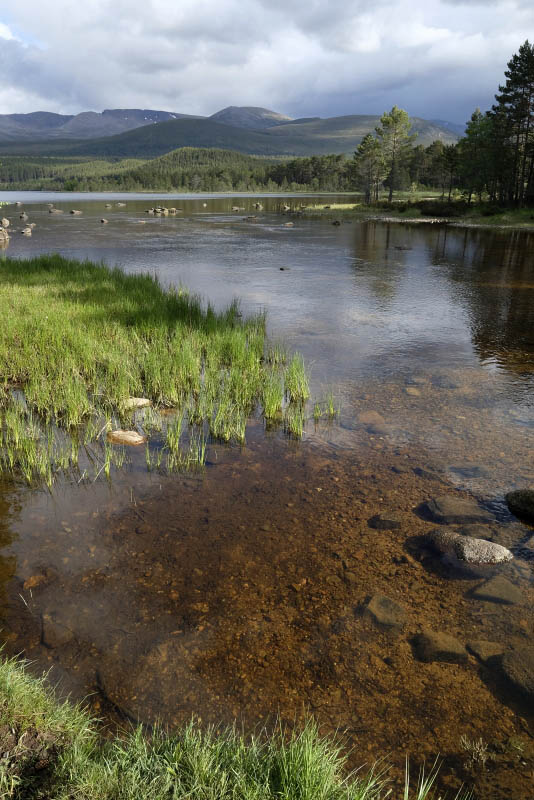 Loch Morlich