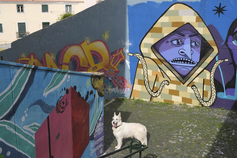 Caracl da Graa, Fto 2019