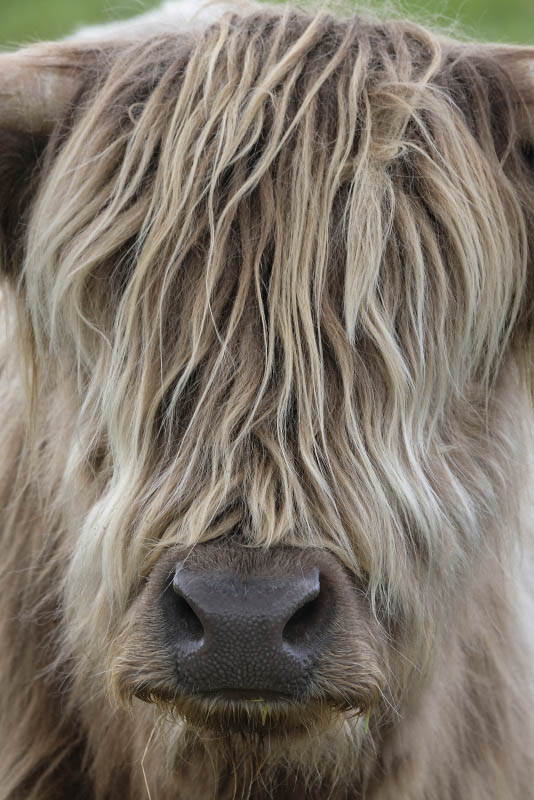 Near A99, Highland Cows