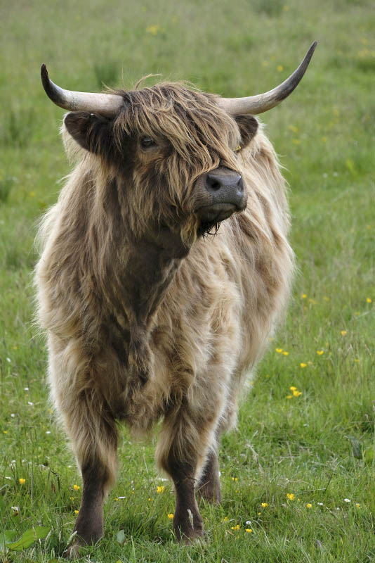 Near A99, Highland Cows