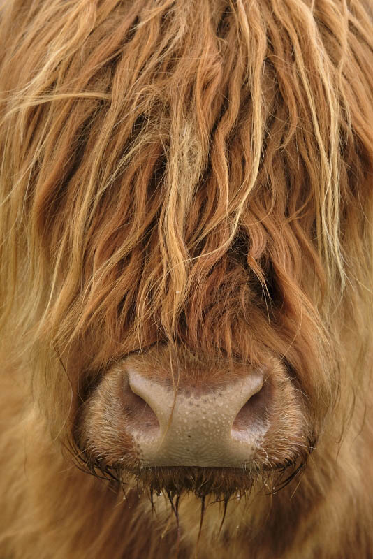 Near A99, Highland Cows