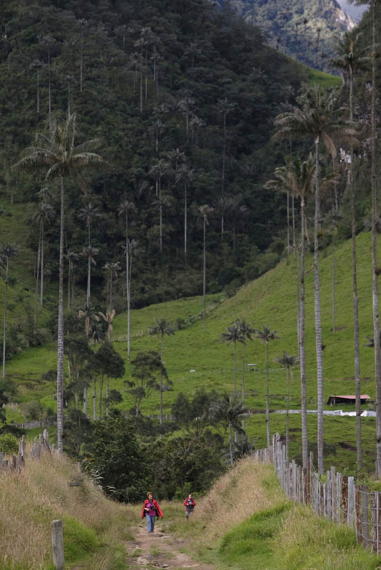 Vale de Cocora